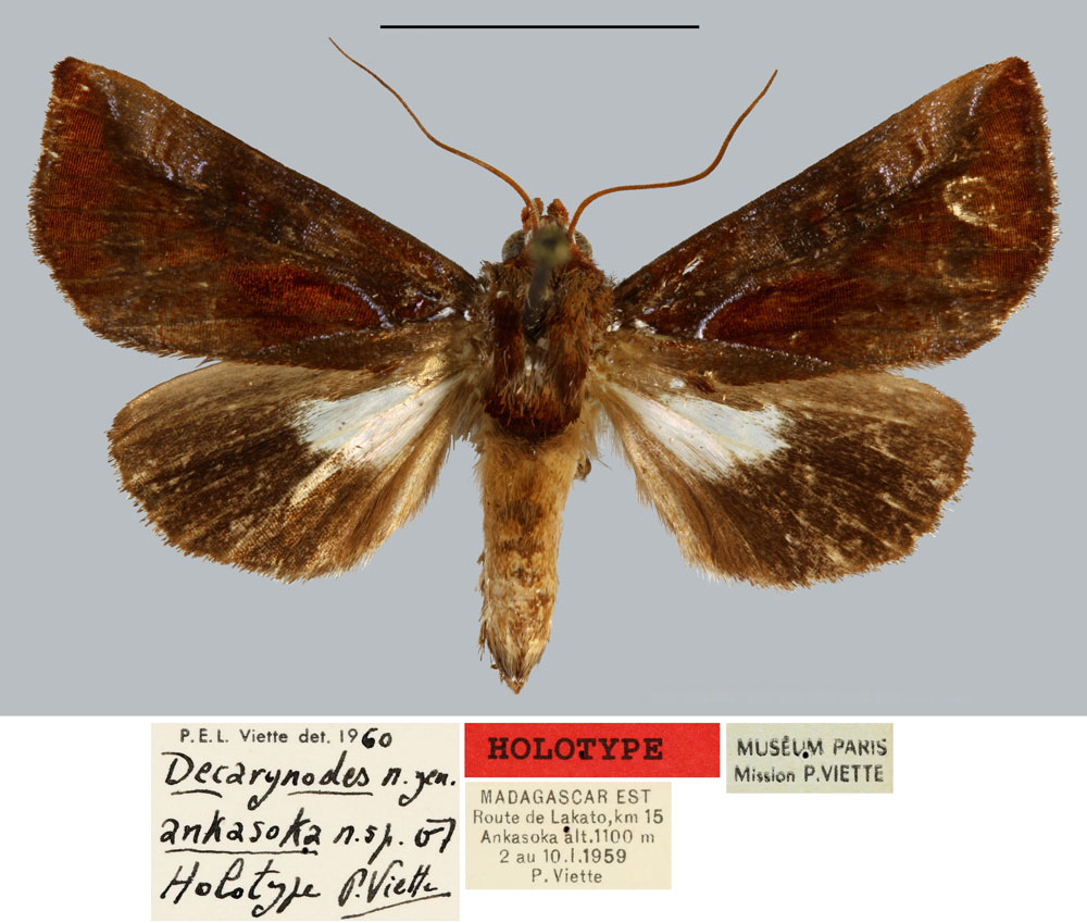 /filer/webapps/moths/media/images/A/ankasoka_Decarynodes_HT_MNHN.jpg