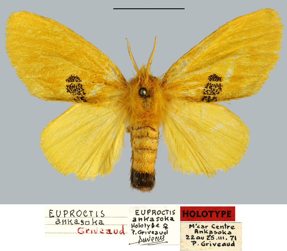 /filer/webapps/moths/media/images/A/ankasoka_Euproctis_HT_MNHN.jpg