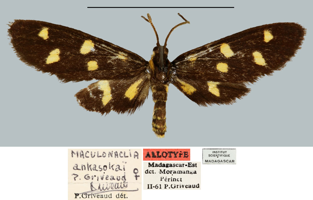 /filer/webapps/moths/media/images/A/ankasoka_Maculonaclia_AT_MNHN.jpg