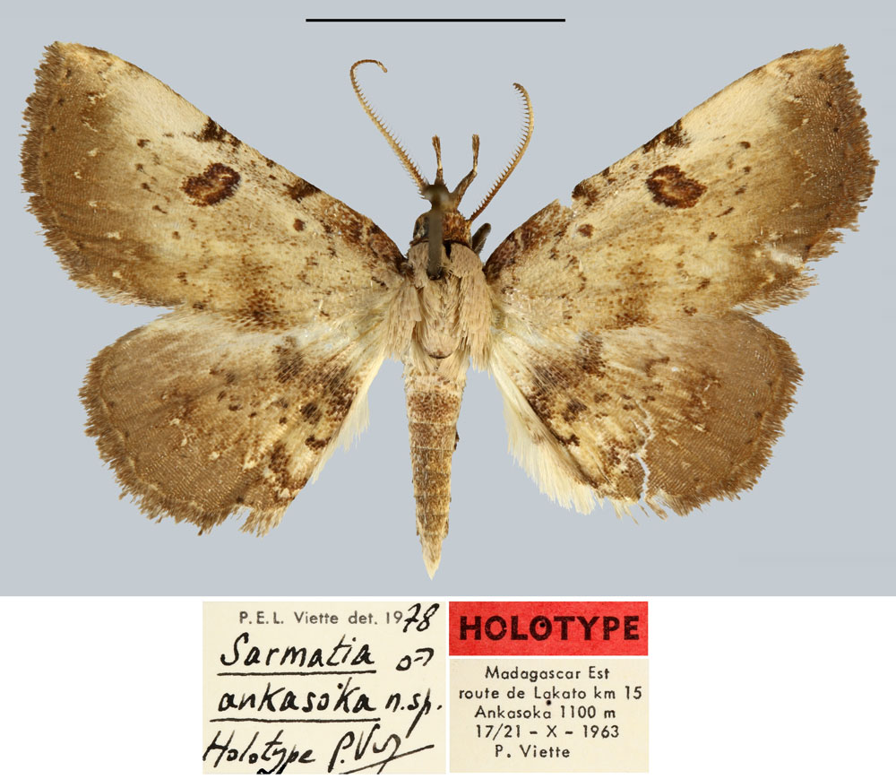 /filer/webapps/moths/media/images/A/ankasoka_Sarmatia_HT_MNHN.jpg