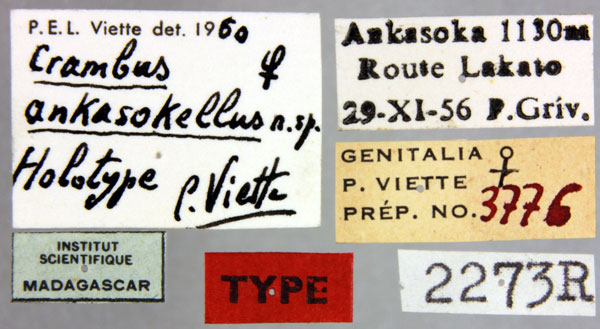 /filer/webapps/moths/media/images/A/ankasokellus_Crambus_HT_MNHNl.jpg