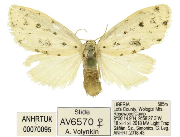 /filer/webapps/moths/media/images/A/ankistro_Siccia_PTF_ANHRT.jpg