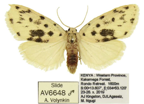 /filer/webapps/moths/media/images/A/ankistro_Siccia_PTM_ANHRT.jpg