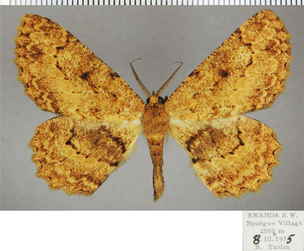 /filer/webapps/moths/media/images/A/ankoleensis_Colocleora_AM_ZSMa.jpg