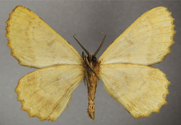 /filer/webapps/moths/media/images/A/ankoleensis_Colocleora_AM_ZSMb.jpg