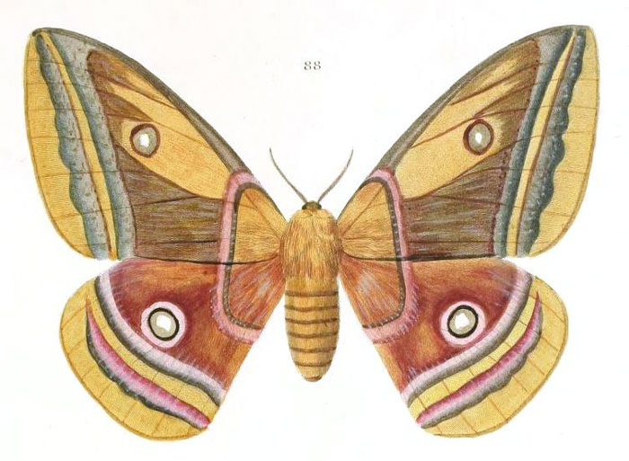 /filer/webapps/moths/media/images/A/anna_Antheraea_HT_Maassen_88.jpg