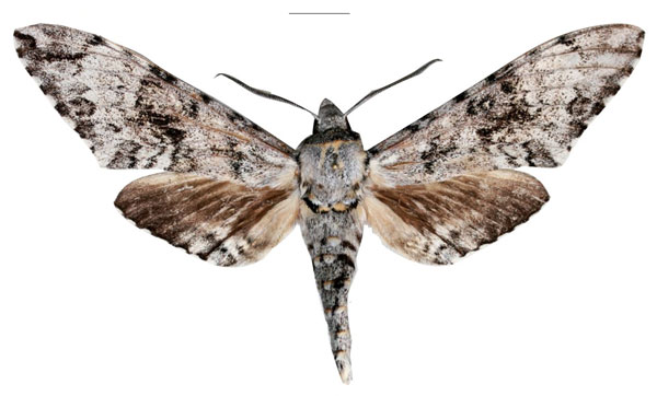 /filer/webapps/moths/media/images/A/anna_Covelliana_HT_SMCRa.jpg