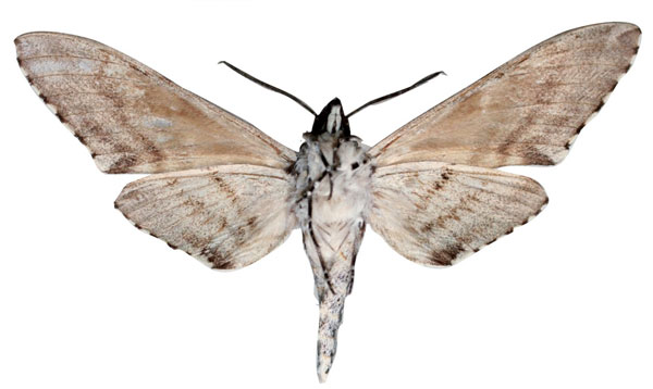 /filer/webapps/moths/media/images/A/anna_Covelliana_HT_SMCRb.jpg