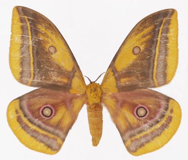 /filer/webapps/moths/media/images/A/anna_Gonimbrasia_AF_Basquin.jpg