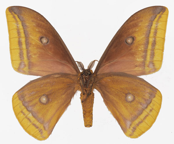 /filer/webapps/moths/media/images/A/anna_Gonimbrasia_AM_Basquinb.jpg