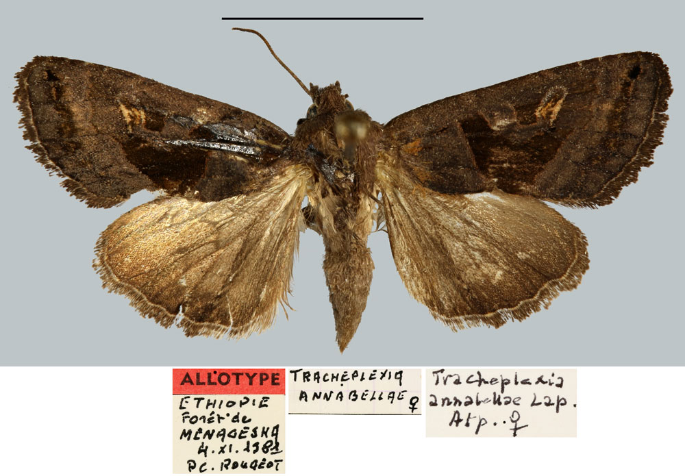 /filer/webapps/moths/media/images/A/annabellae_Tracheplexia_AT_MNHN.jpg