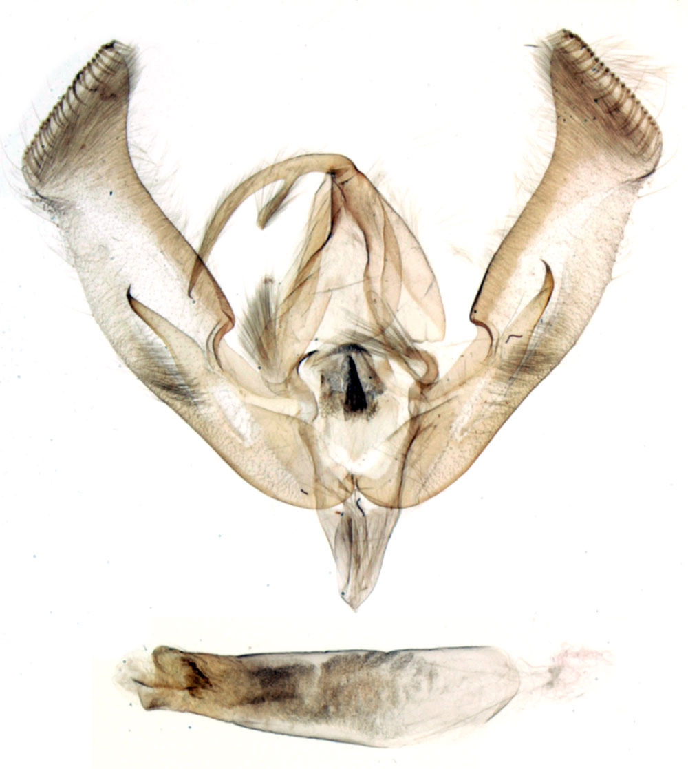 /filer/webapps/moths/media/images/A/annabellae_Tracheplexia_GMHT_MNHN_BL1438.jpg