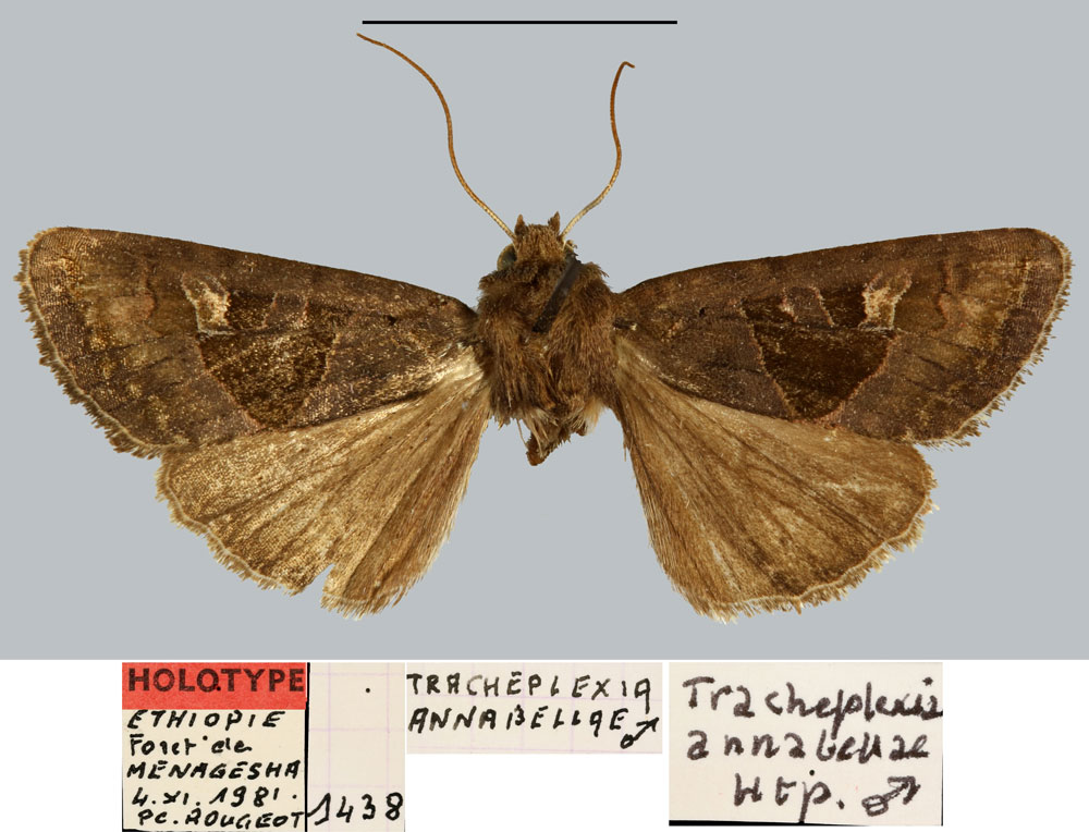 /filer/webapps/moths/media/images/A/annabellae_Tracheplexia_HT_MNHN.jpg