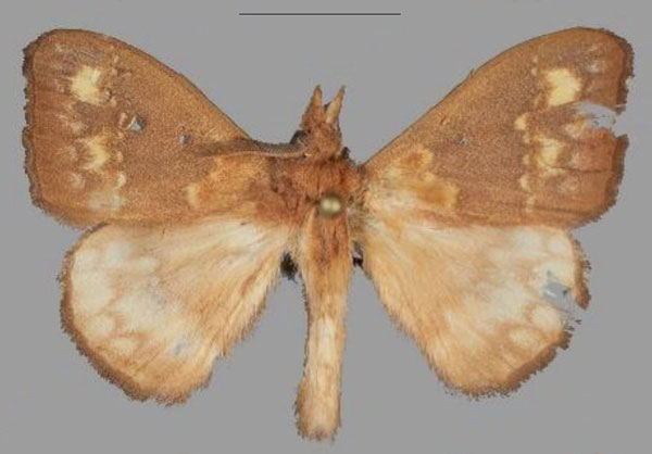 /filer/webapps/moths/media/images/A/anne_Hapsimachogonia_HT_MHNG.jpg