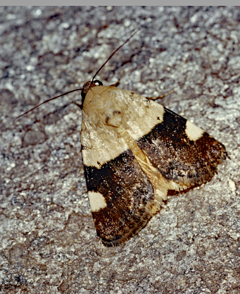 /filer/webapps/moths/media/images/A/annemaria_Acontia_F_Roland_02.jpg