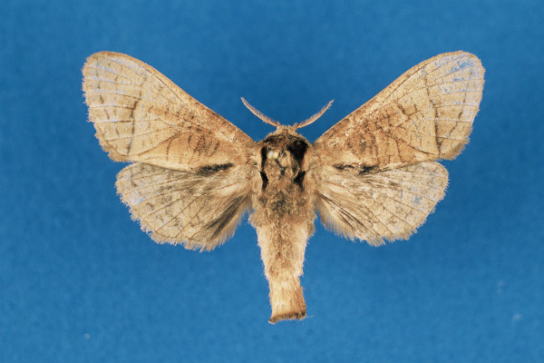 /filer/webapps/moths/media/images/A/annetteae_Haberlandia_PTF_RMCA.jpg