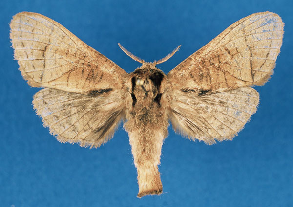 /filer/webapps/moths/media/images/A/annetteae_Haberlandia_PTF_RMCA_00VsygP.jpg