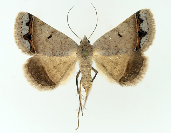 /filer/webapps/moths/media/images/A/annexa_Plecoptera_AF_TMSA_01.jpg