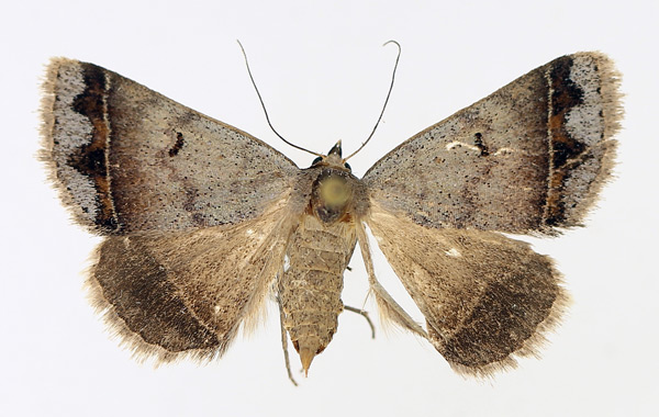 /filer/webapps/moths/media/images/A/annexa_Plecoptera_AF_TMSA_02.jpg