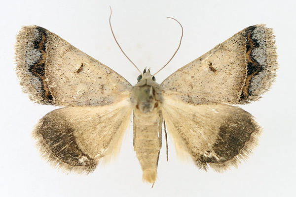 /filer/webapps/moths/media/images/A/annexa_Plecoptera_AM_TMSA_01.jpg