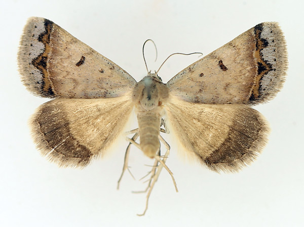 /filer/webapps/moths/media/images/A/annexa_Plecoptera_AM_TMSA_02.jpg