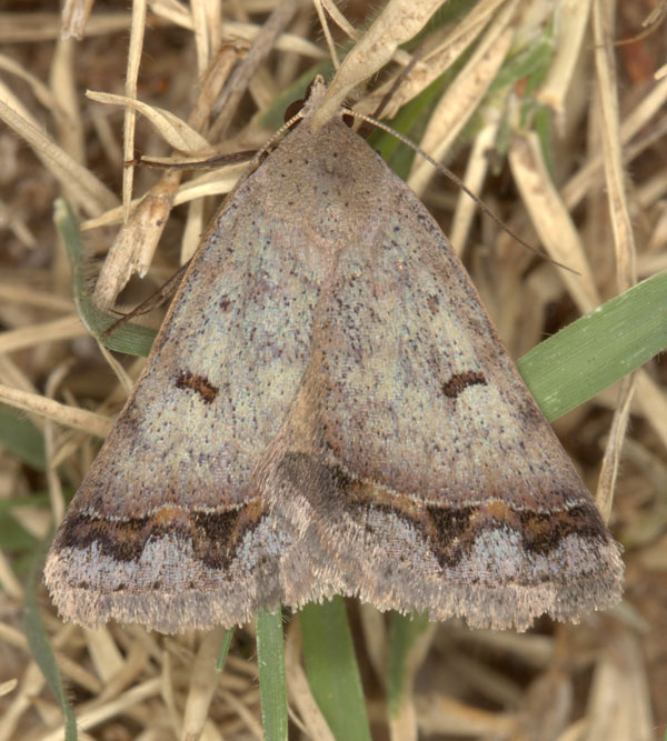 /filer/webapps/moths/media/images/A/annexa_Plecoptera_A_Heyns_02.jpg