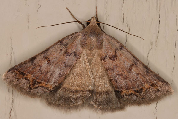 /filer/webapps/moths/media/images/A/annexa_Plecoptera_A_Heyns_03.jpg