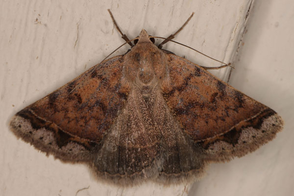 /filer/webapps/moths/media/images/A/annexa_Plecoptera_A_Heyns_04.jpg