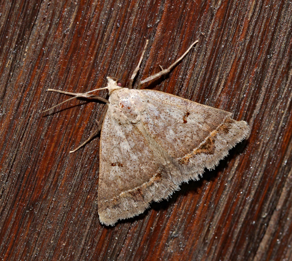 /filer/webapps/moths/media/images/A/annexa_Plecoptera_A_Roland_01.jpg