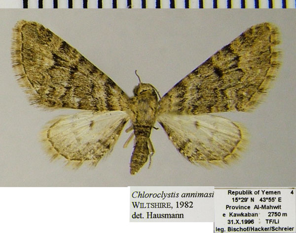 /filer/webapps/moths/media/images/A/annimasi_Chloroclystis_AF_ZSM.jpg