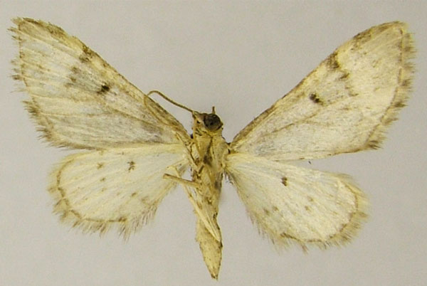 /filer/webapps/moths/media/images/A/annimasi_Chloroclystis_AM_ZSMb.jpg