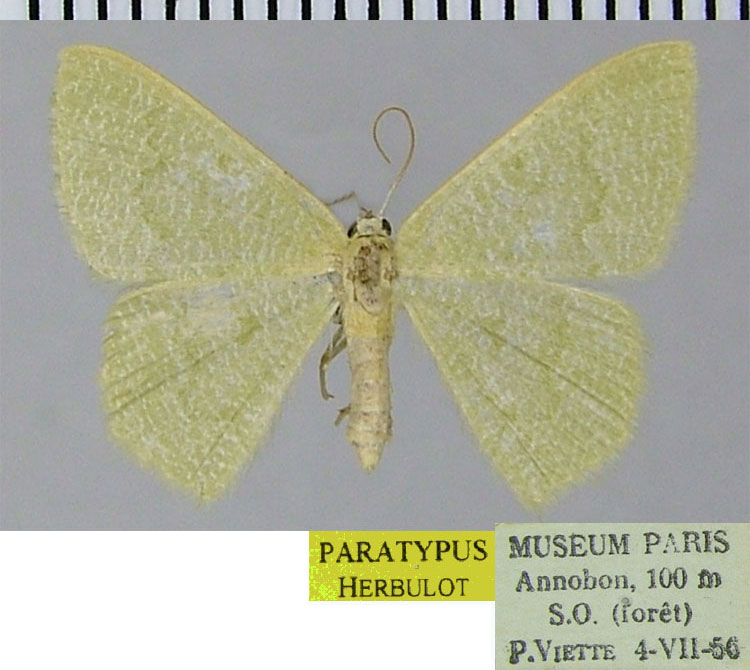 /filer/webapps/moths/media/images/A/annobonica_Chlorissa_PTF_ZSM.jpg