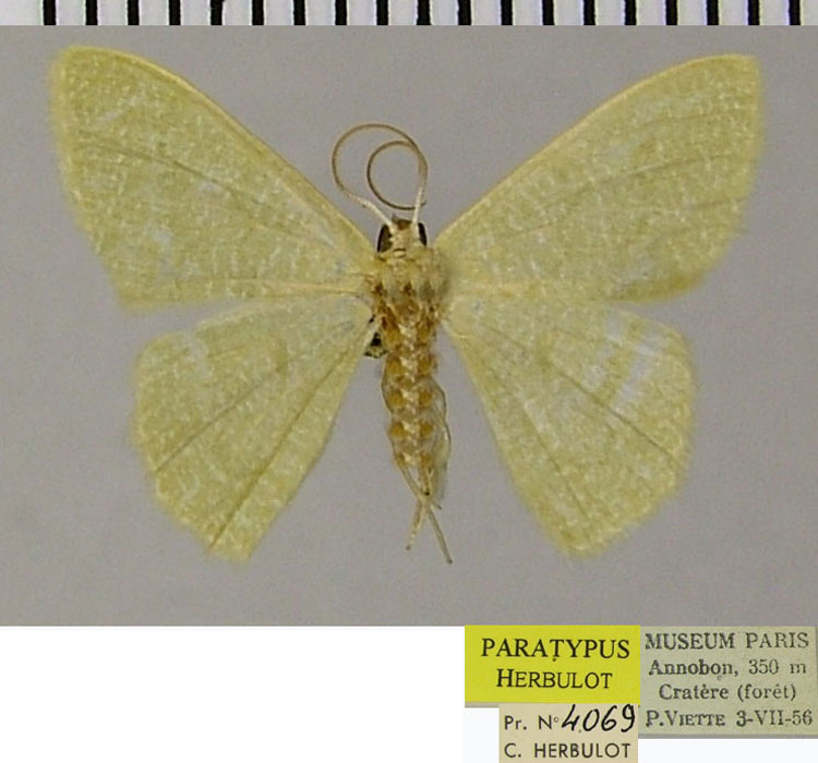 /filer/webapps/moths/media/images/A/annobonica_Chlorissa_PTM_ZSMa.jpg