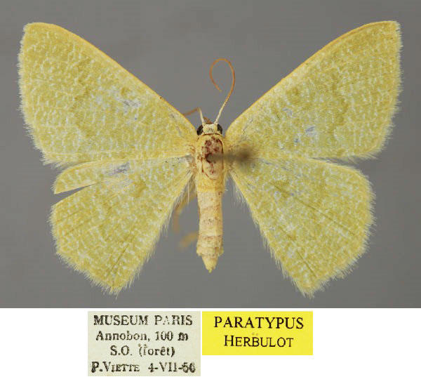 /filer/webapps/moths/media/images/A/annobonica_Chlorissa_PT_ZSM_01.jpg