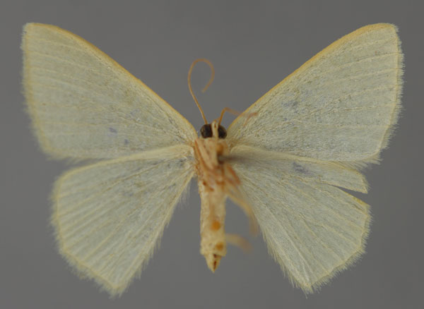 /filer/webapps/moths/media/images/A/annobonica_Chlorissa_PT_ZSM_02.jpg