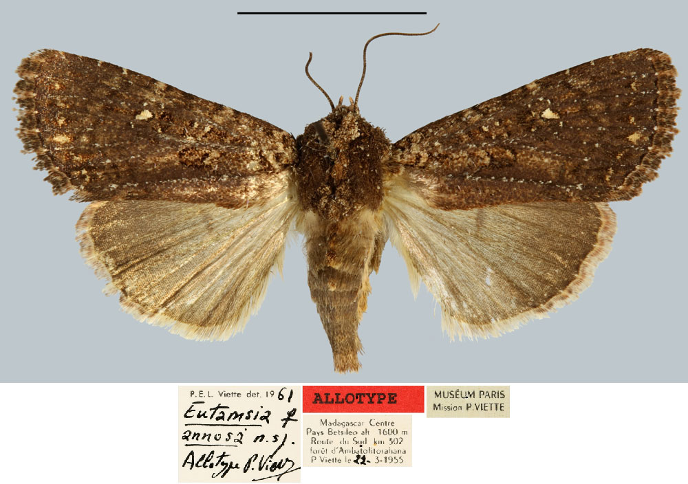 /filer/webapps/moths/media/images/A/annosa_Eutamsia_AT_MNHN.jpg