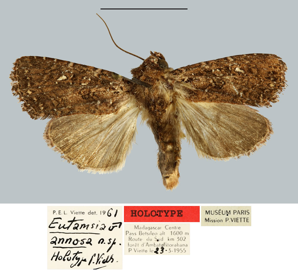 /filer/webapps/moths/media/images/A/annosa_Eutamsia_HT_MNHN.jpg