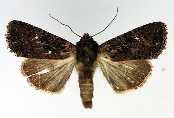 /filer/webapps/moths/media/images/A/annosa_Feliniopsis_AF_Aulombard.jpg