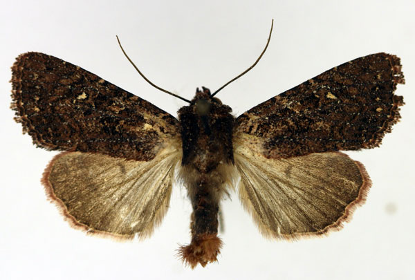 /filer/webapps/moths/media/images/A/annosa_Feliniopsis_AM_Aulombard.jpg