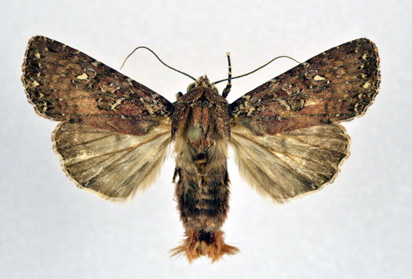 /filer/webapps/moths/media/images/A/annosa_Feliniopsis_A_NHMO.jpg