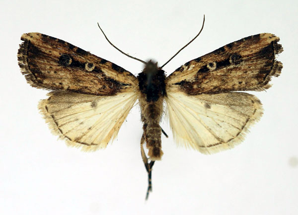 /filer/webapps/moths/media/images/A/annularis_Axylia_AM_Aulombard.jpg