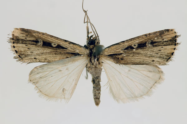 /filer/webapps/moths/media/images/A/annularis_Axylia_AM_RMCA.jpg