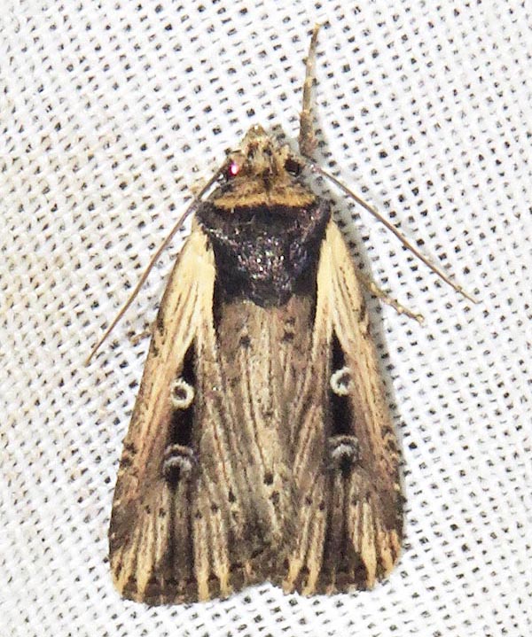 /filer/webapps/moths/media/images/A/annularis_Axylia_A_Braun_10.jpg