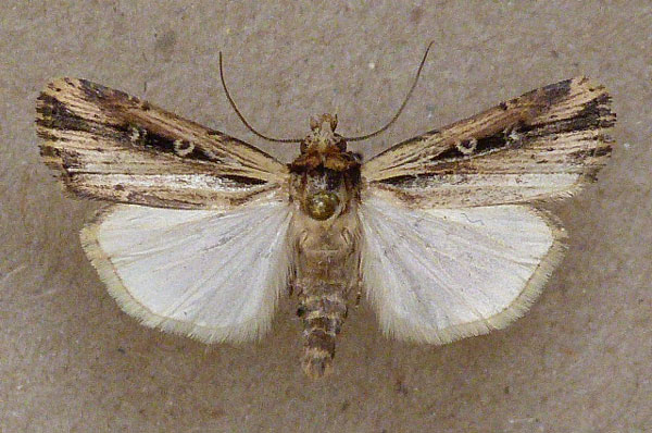 /filer/webapps/moths/media/images/A/annularis_Axylia_A_Butler.jpg