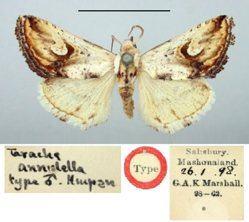 /filer/webapps/moths/media/images/A/annulella_Tarache_HT_BMNH.jpg