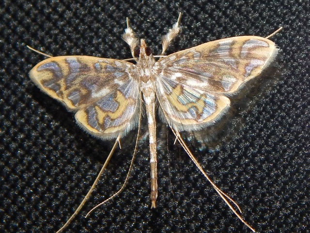 /filer/webapps/moths/media/images/A/annulifera_Polythlipta_A_Grobler_01.jpg