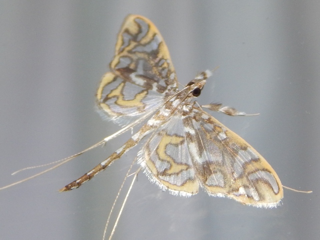 /filer/webapps/moths/media/images/A/annulifera_Polythlipta_A_Grobler_02.jpg