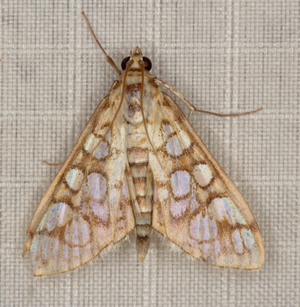 /filer/webapps/moths/media/images/A/annuliferalis_Cynaeda_A_Heyns_01.JPG.jpg
