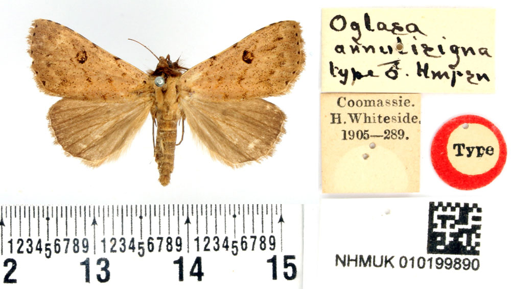 /filer/webapps/moths/media/images/A/annulisigna_Oglasa_HT_BMNH.jpg