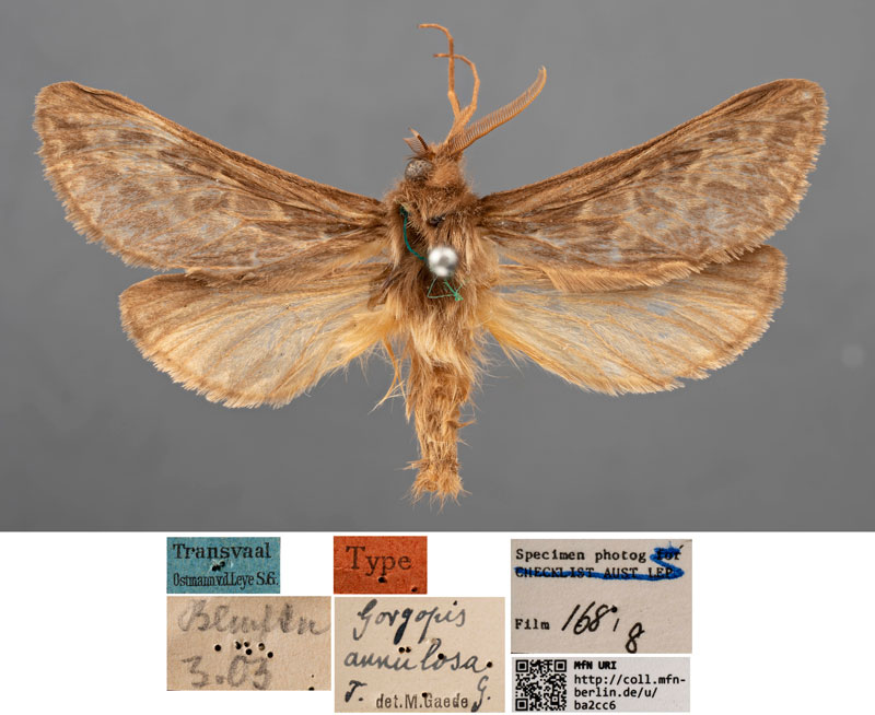 /filer/webapps/moths/media/images/A/annulosa_Gorgopis_HT_MfNa.jpg